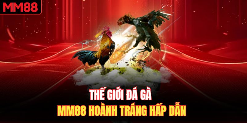Thế giới đá gà MM88 hoành tráng hấp dẫn